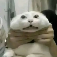 t/g