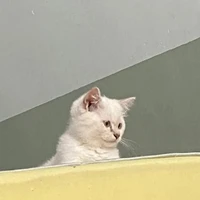 tiên