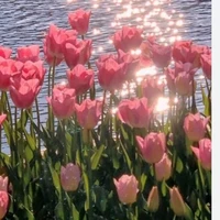 Tác Giả 燕儿- Yến Nhi