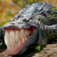 Tg - Hệ Thống Trình 😏