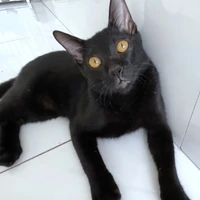 ???