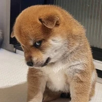 Chó nhà bà trồng xoài