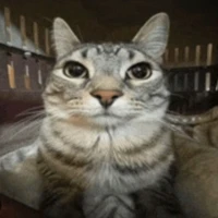 All,trừ ai cần trừ/Zô diện