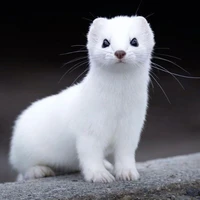 Eira