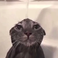 t/g