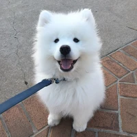 Samoye