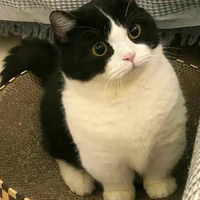 Neko