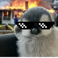 Y/n 🐧