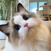 🐻 Gấu nhỏ