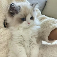 😈 Tổng tài bá đạo