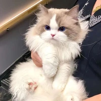 🎭 Người hai mặt