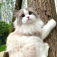 🐺 sói dễ thương