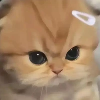 Mochi chill