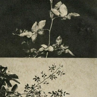 Helen Rosier