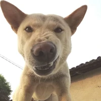 Con chó