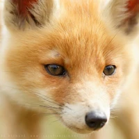 Thú Nhân Cáo (tất cả)