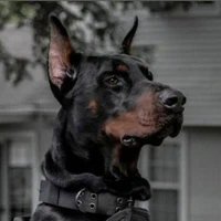 5 Con choá DoBerMan của Kan...⚠️