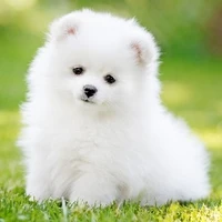 Young Puppy