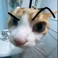 Chủ tus cute
