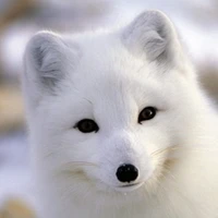 Hoàng Đức Duy(Phiên bản Hồ Ly)