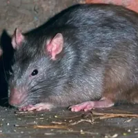 con chuột xấu số