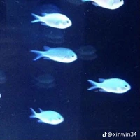 nhỏ tác giả mõ hỗn ( hệ thống )