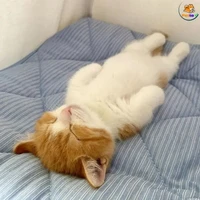 NV quần què