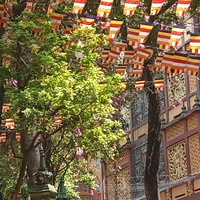 Tác giả đang phi thăng