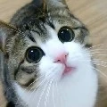 mèo con