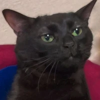 Ryo