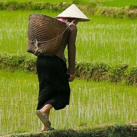 All Nông dân