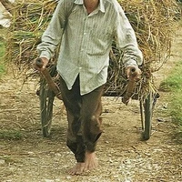 All Nông dân