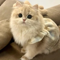 cici