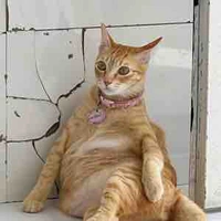 hệ thống mồn lèo