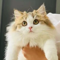 Dương mèo mèo