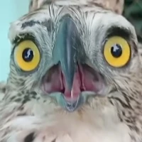 anh đại lớn😏