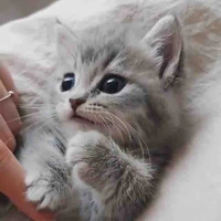 Lót đường 