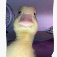 Chíp
