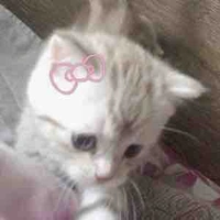 Meoo