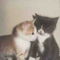 Poppy😍(tác giả)