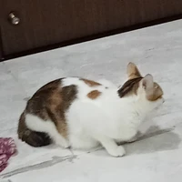 🐱(của hùng)