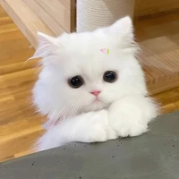 BaoBao