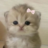 All (trừ ai thì trừ)