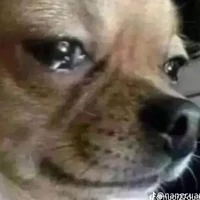 all ( hiện hồn ở đó )