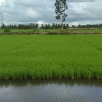 Con TG bị lười