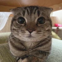 Hệ thống Meo Meo