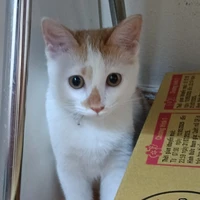 MiMi