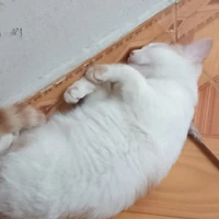 nhỏ t/g