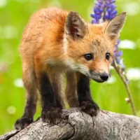 cá lười 🐟 (hệ thống)