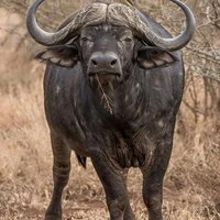 Lão Ú